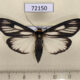 72150p Arctiidae Macrobrochis prasena Thailand $13