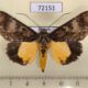 72151p Noctuidae Sarbanissa albifascia Thailand $9