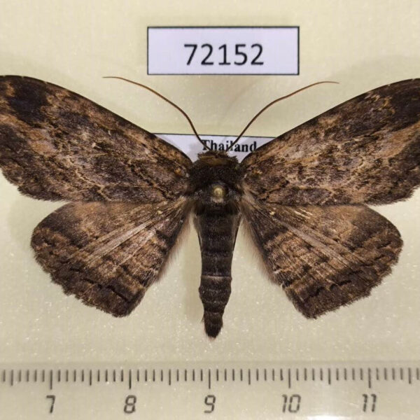 Noctuidae Anisoneura salebrosa Thailand