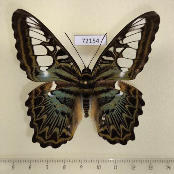 Nymphalidae Parthenos sylvia sylla Thailand