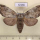 72156p Notodontiidae Stauroplitis annulata f Thailand $12