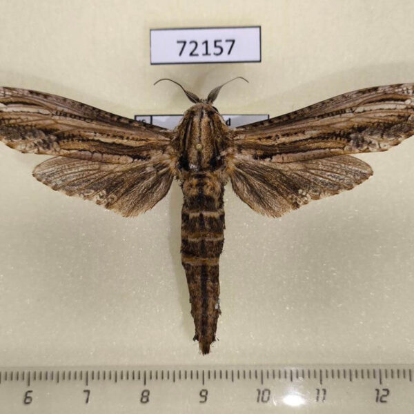 Cossidae Duomitus ceramicus Thailand