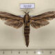 72157p Cossidae Duomitus ceramicus Thailand $25