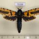 72159p Cossidae Xyleutes minea Thailand $25