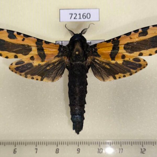 Cossidae Xyleutes minea Thailand