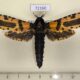 72160p Cossidae Xyleutes minea Thailand $25