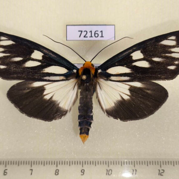 Arctiidae Macrobrochis gigas Thailand