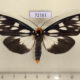 72161p Arctiidae Macrobrochis gigas Thailand $14