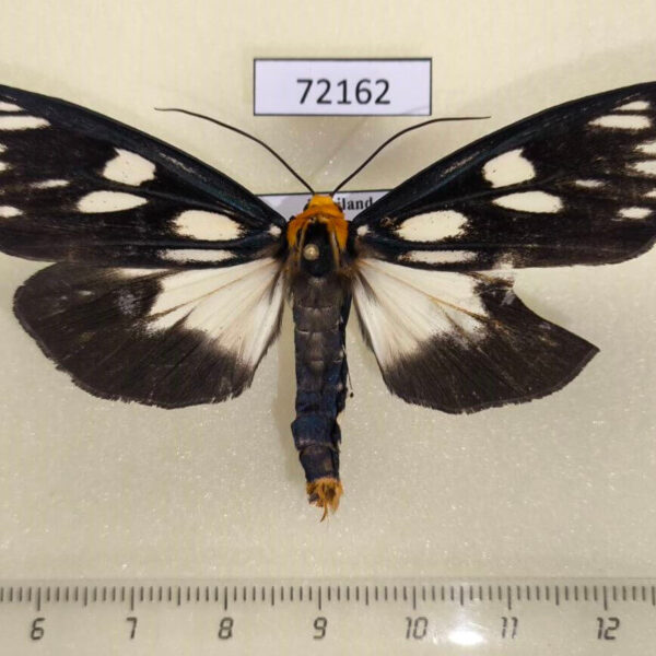 Arctiidae Macrobrochis gigas Thailand