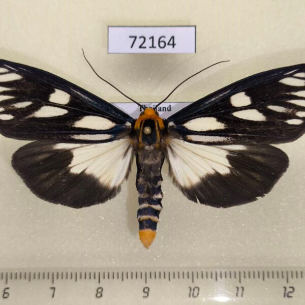 Arctiidae Macrobrochis gigas Thailand
