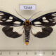 72164p Arctiidae Macrobrochis gigas Thailand $14