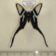 72165p Papilionidae Lamproptera meges virescens Thailand $30
