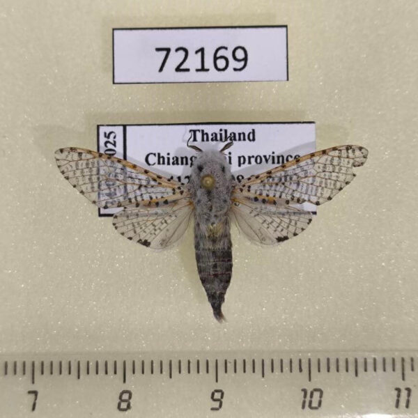 Cossidae Zeuzera coffeae Thailand