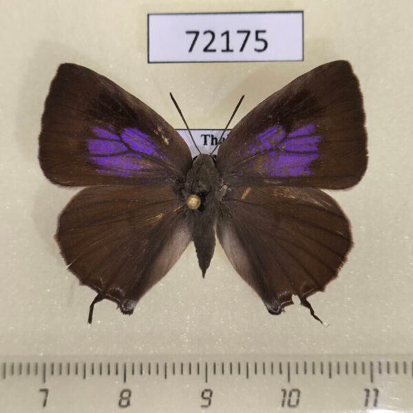 Lycaenidae Arhopala atrax f Thailand
