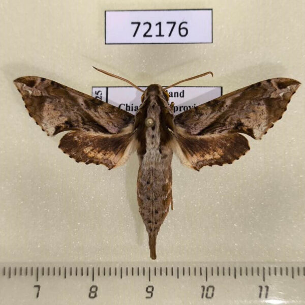 Sphingidae Eupanacra elegantulus Thailand
