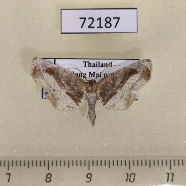 Thyrididae Collinsa acutalis Thailand