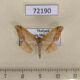 72190p Geometridae Krananda falcata Thailand $4