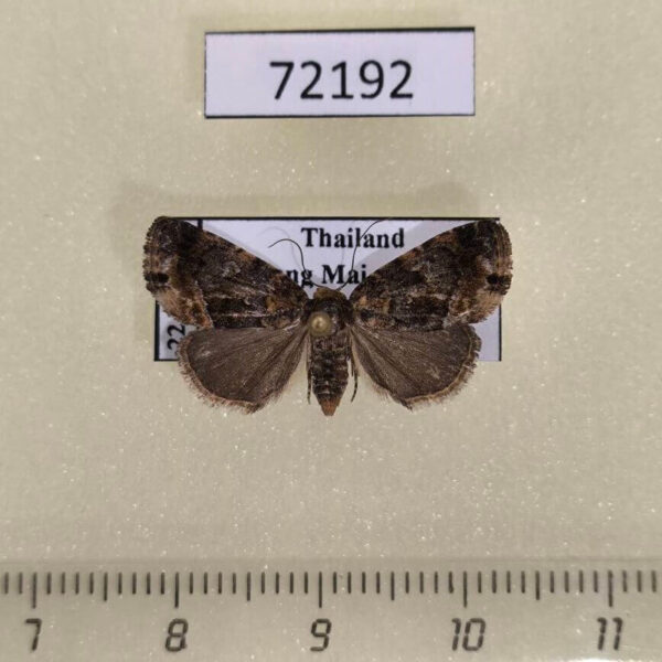 Noctuidae Acontiola sp. f Thailand