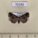 72192p Noctuidae Acontiola sp. f Thailand $10