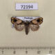 72194p Noctuidae sp. Thailand $9