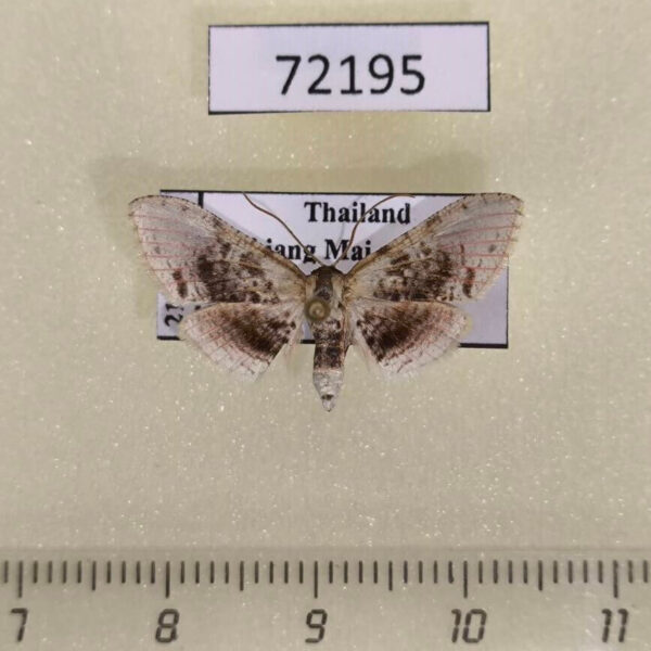 Thyrididae Rhodoneura acaciusalis Thailand