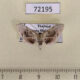72195p Thyrididae Rhodoneura acaciusalis Thailand $7