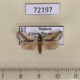 72197p Tortricidae Trymalitis optima Thailand $15