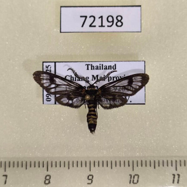 Zygaenidae Phacusa crawfurdi Thailand