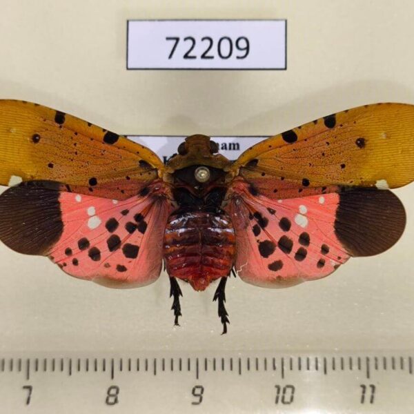 Fulgoridae Penthicodes atomaria Vietnam