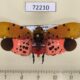 72210p Fulgoridae Penthicodes atomaria Vietnam $6