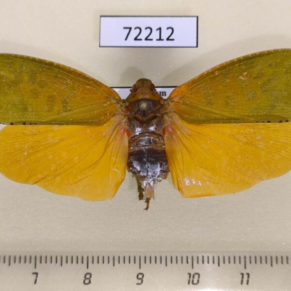 Fulgoridae Aphaena aurantia Vietnam
