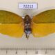 72212p Fulgoridae Aphaena aurantia Vietnam $10