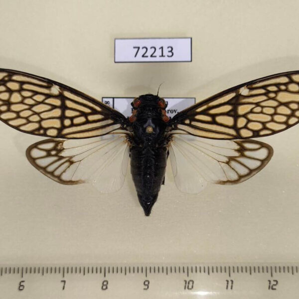 Cicadidae Talainga binghami Vietnam