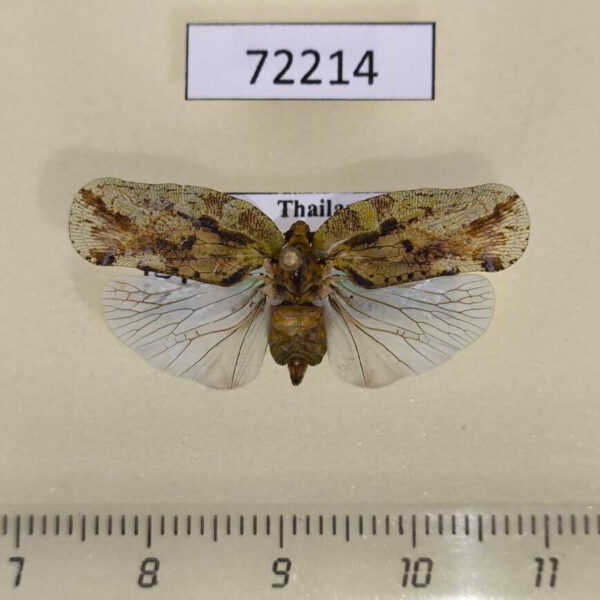 Flatidae Flataloides scabrosa Thailand