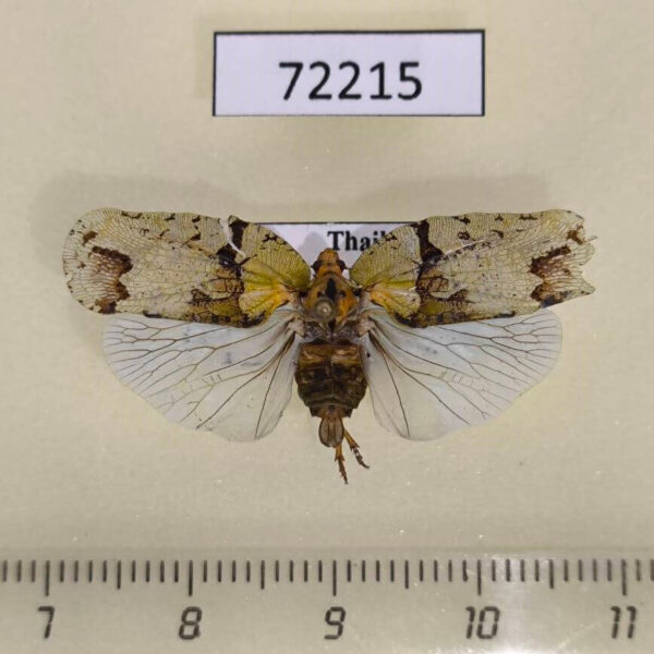 Flatidae Flataloides scabrosa Thailand