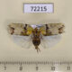 72215p Flatidae Flataloides scabrosa Thailand $3