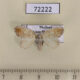 72222p Limacodidae Narosa nigrisigna f Thailand $8