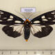 72227p Arctiidae Macrobrochis gigas f Thailand $15