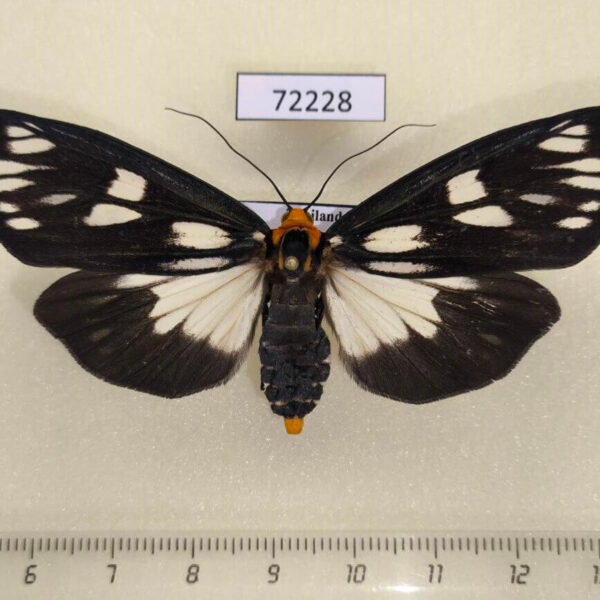 Arctiidae Macrobrochis gigas f Thailand