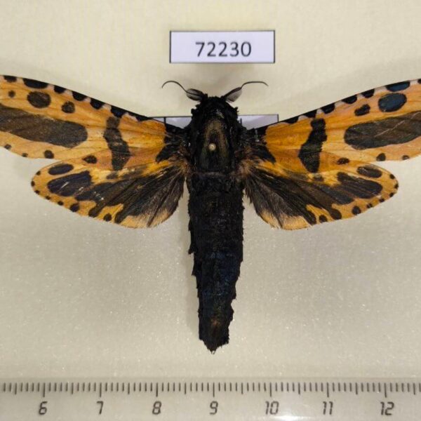 Cossidae Xyleutes minea Thailand