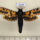 72230p Cossidae Xyleutes minea Thailand $25