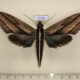 72235p Sphingidae Elibia dolichus Thailand $30