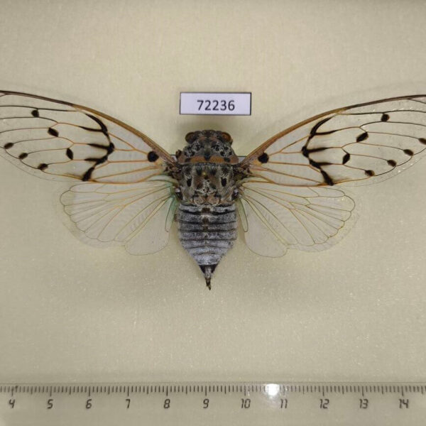Cicadidae Ayuthia spectabile Thailand