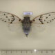 72236p Cicadidae Ayuthia spectabile Thailand $20