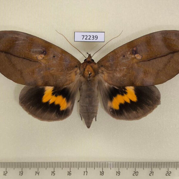 Noctuidae Phyllodes eyndhovii f Thailand