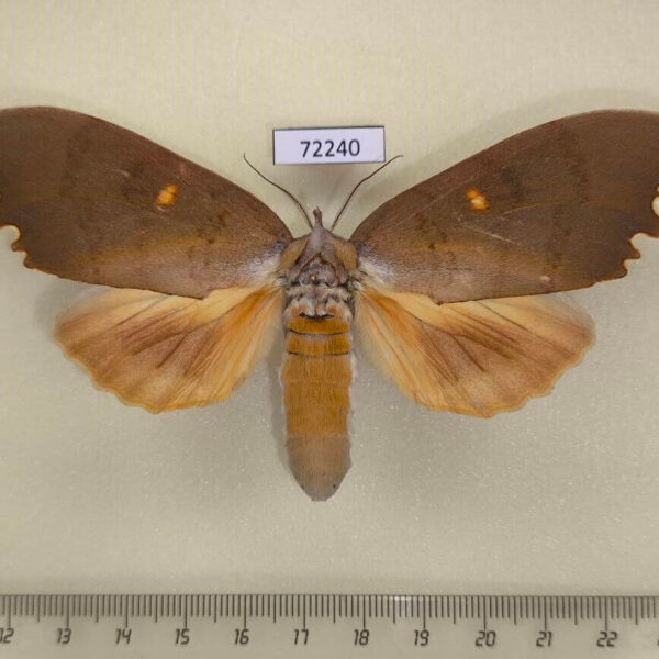 Notodontiidae Euchampsonia serratifera f Thailand