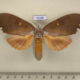 72240p Notodontiidae Euhampsonia serratifera f Thailand $20