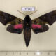 72243p Sphingidae Anambulyx elwesi Thailand $20