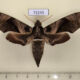 72245p Sphingidae Daphnis placida f Thailand $30