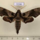 72246p Sphingidae Daphnis placida Thailand $20